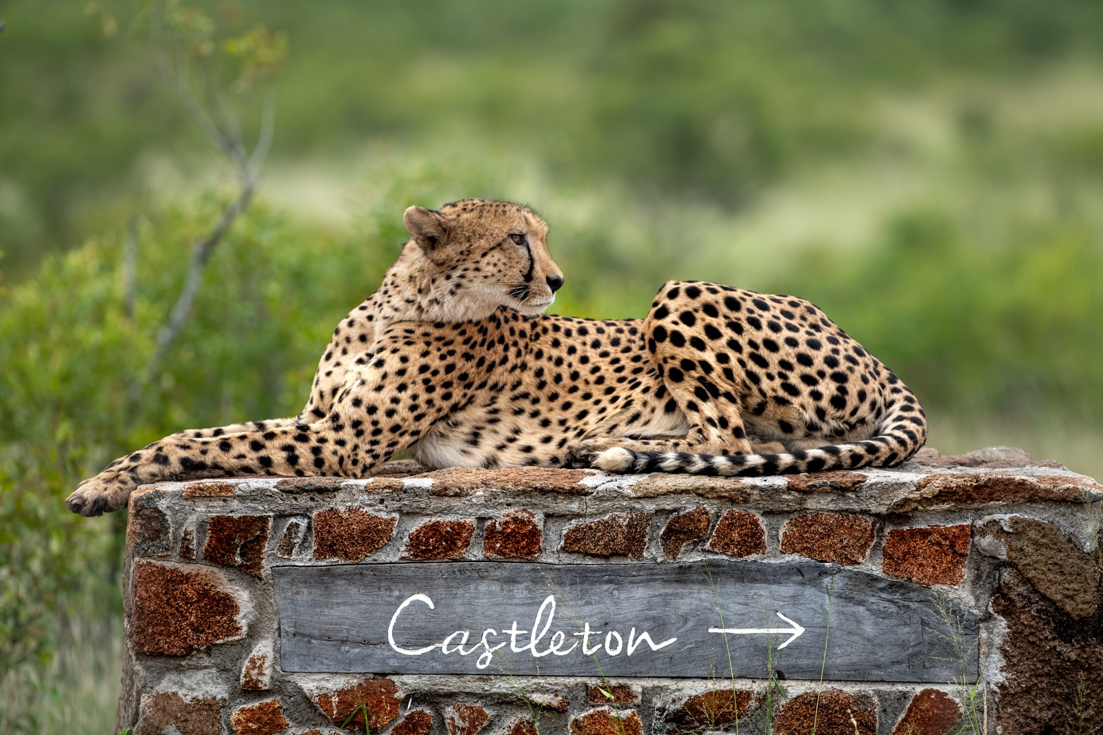 Castleton with cheetah