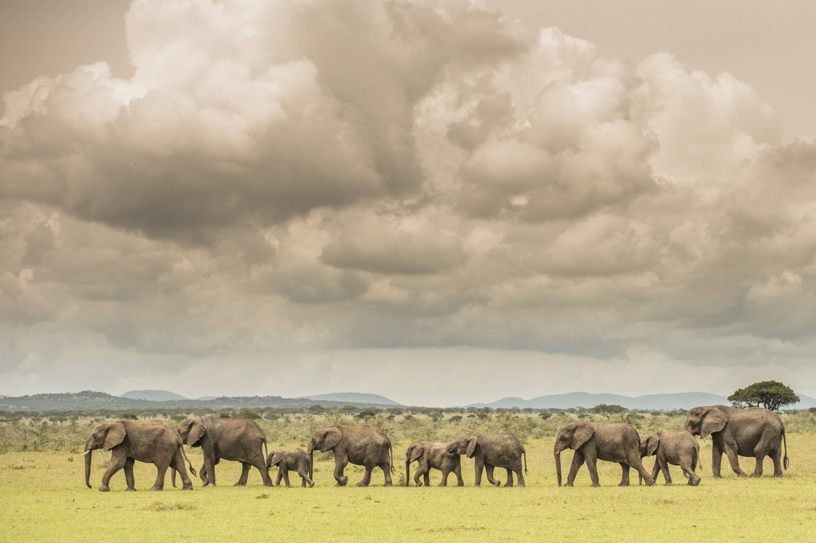 Singita-Serengeti-House-Wildlife1 resized