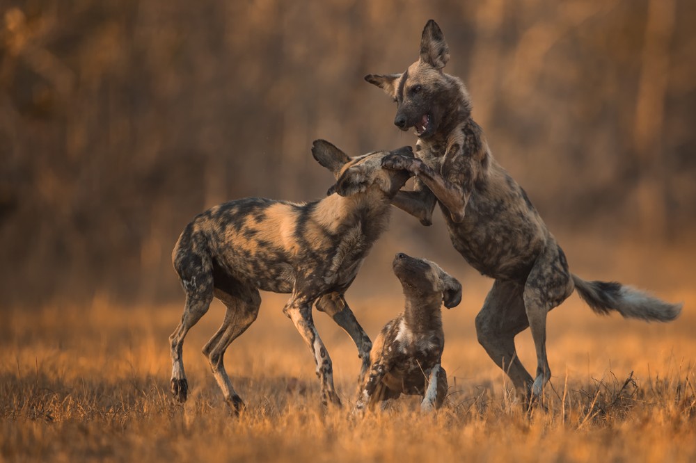 Wild dogs near the house