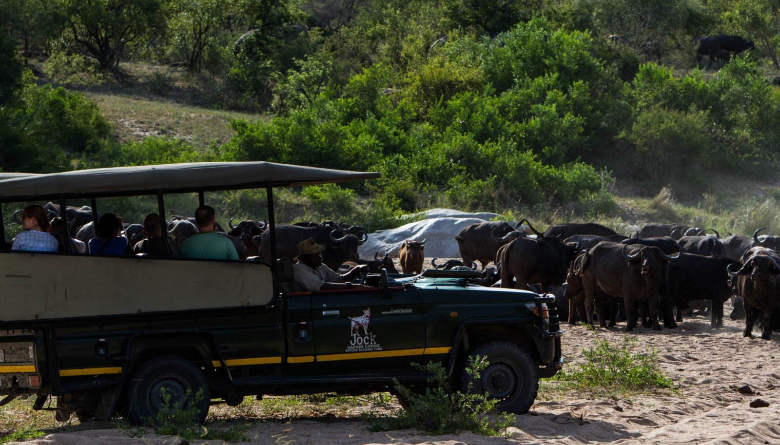 Buffalo on a game drive