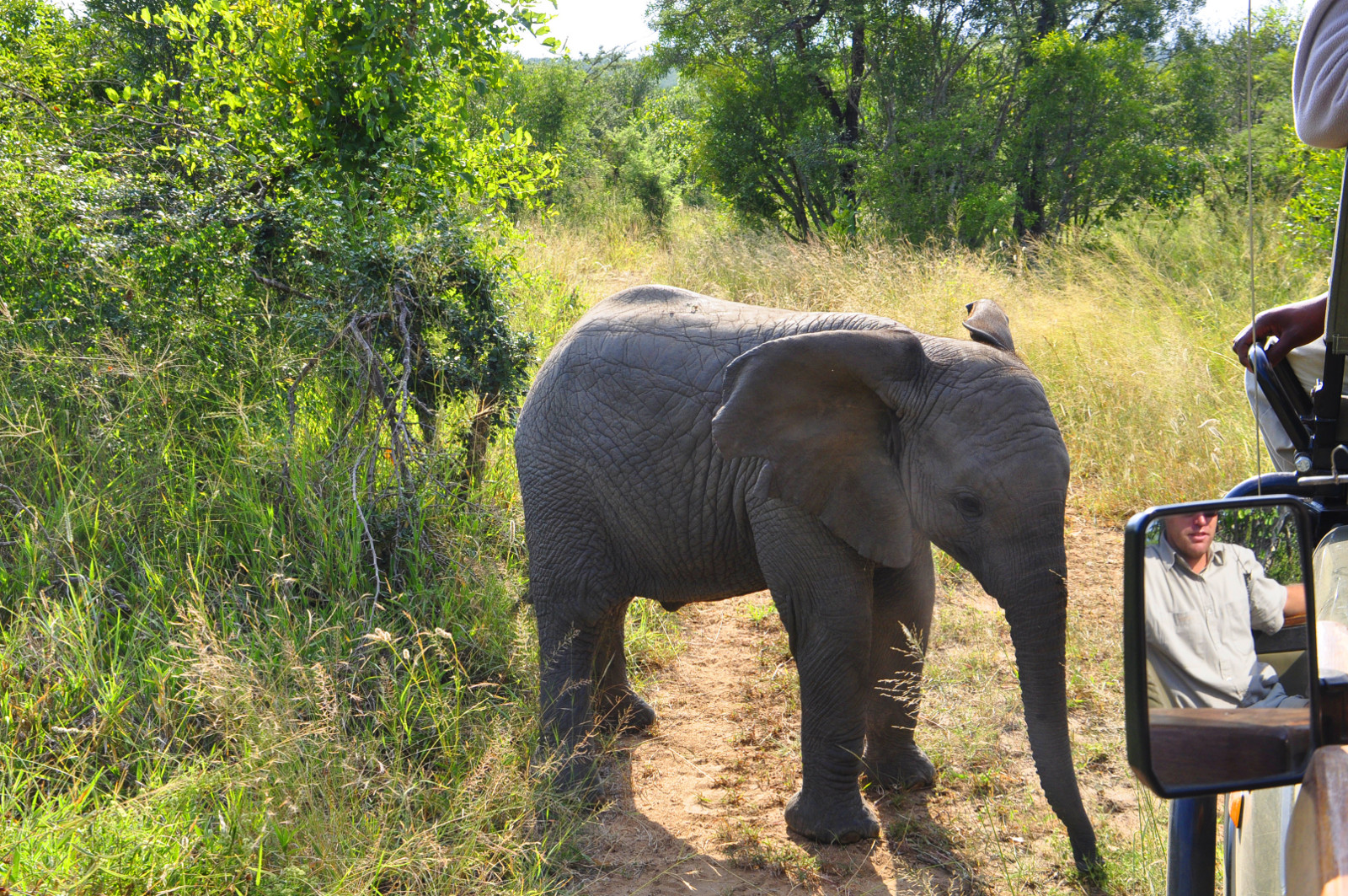 Baby Elephant by the safari vehicle
