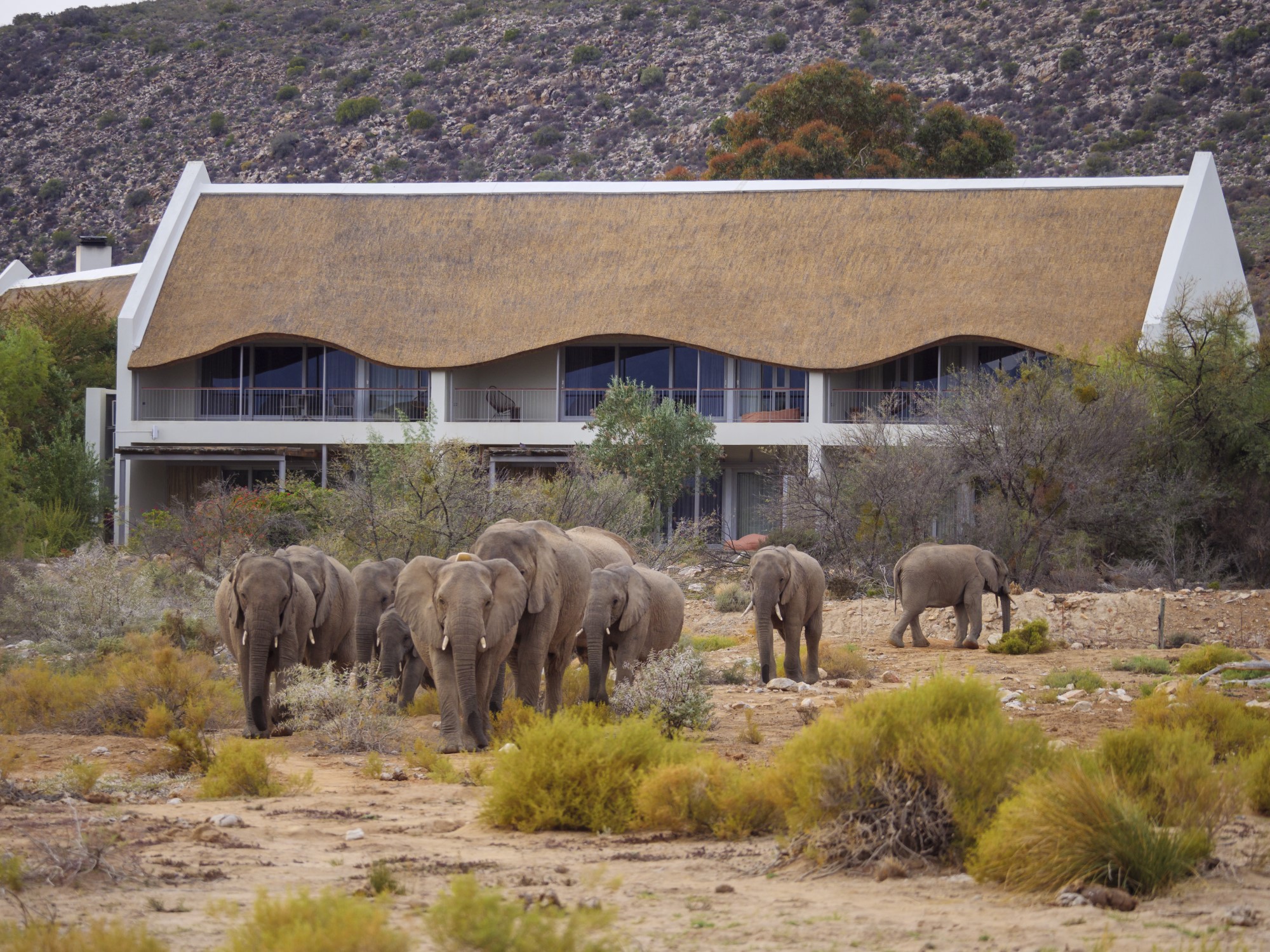 Lodge with elephants