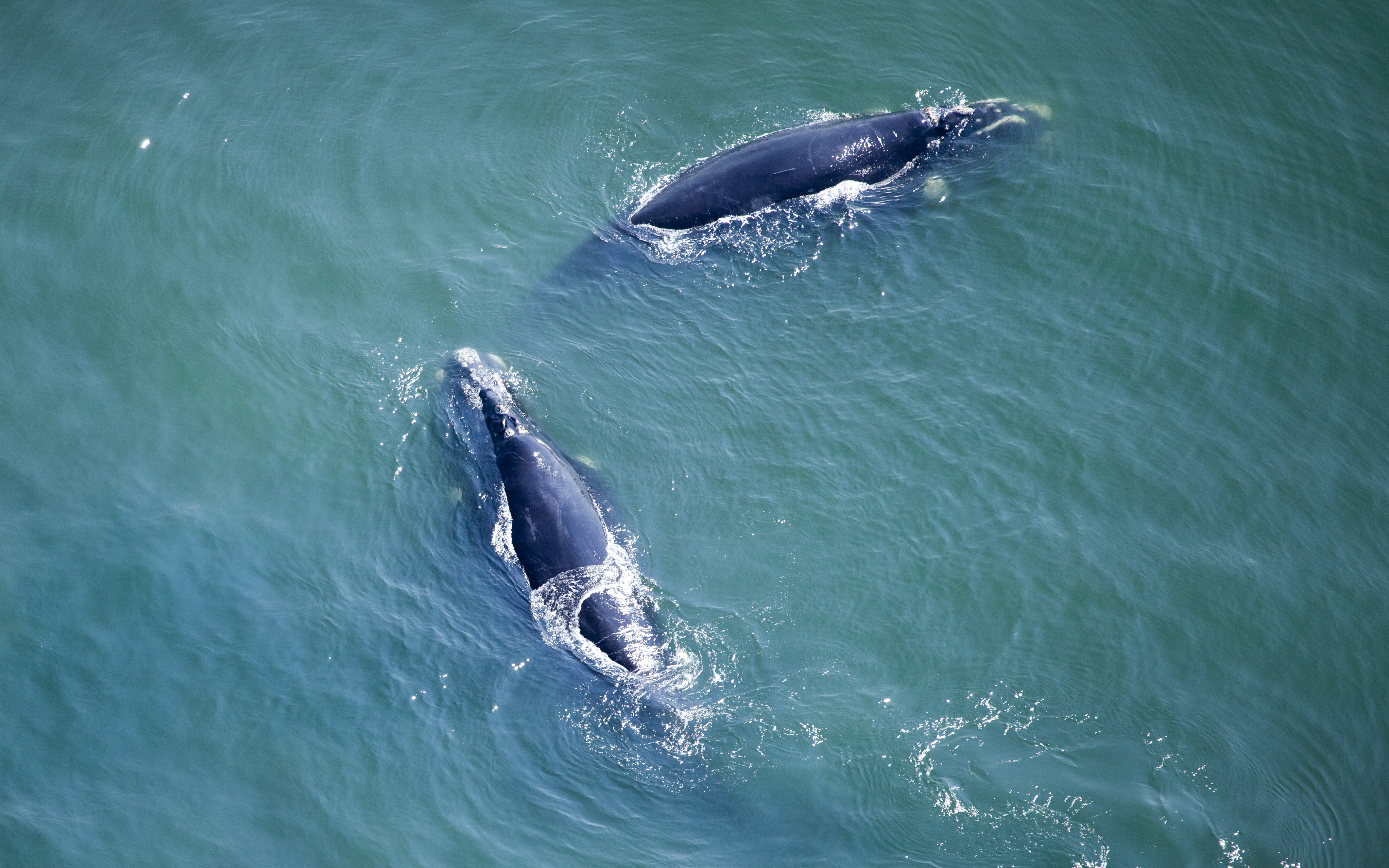 whales_img_85081