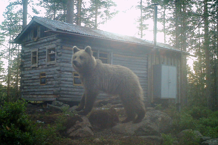 Wild bear standing in front of the hide taken by the owner Sara  Wennerqvist