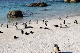 Boulders beach, close to cape town