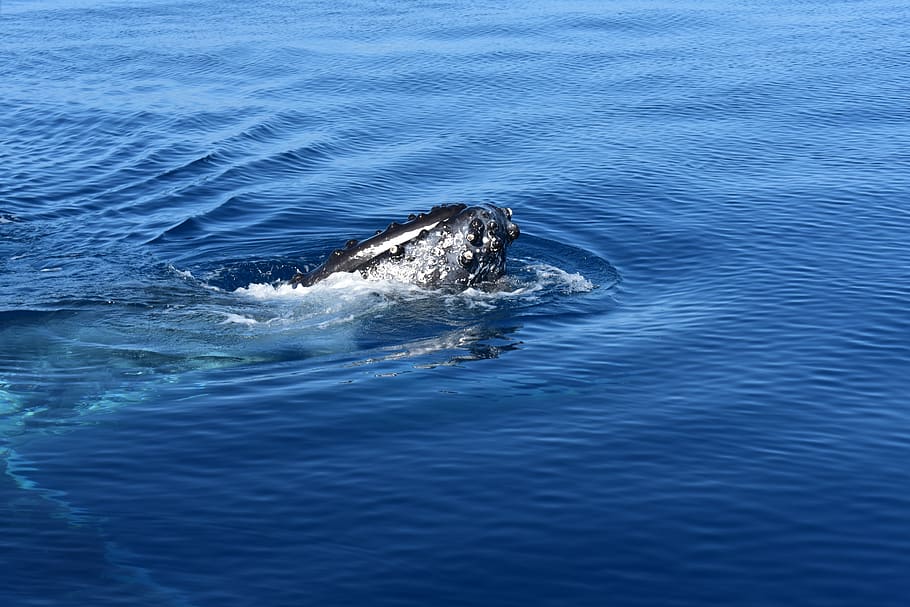 Souhtern right whale seen from the waterfront