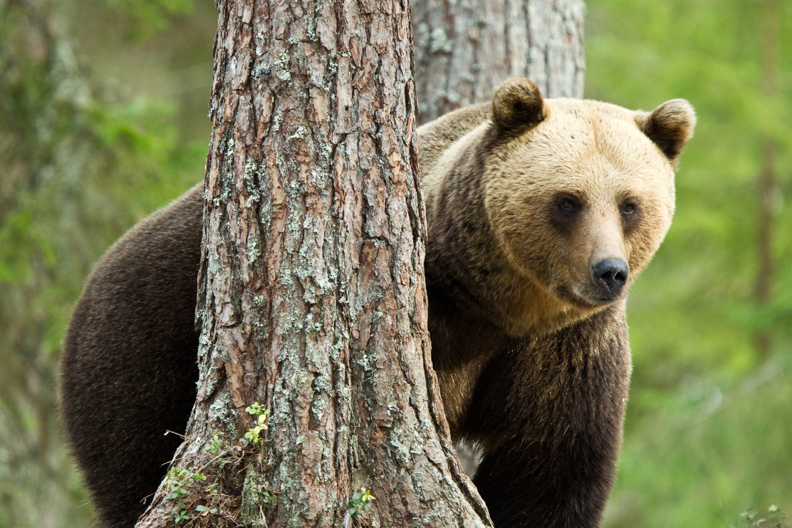 Sparse woodland remain so the bears can approach with confidence