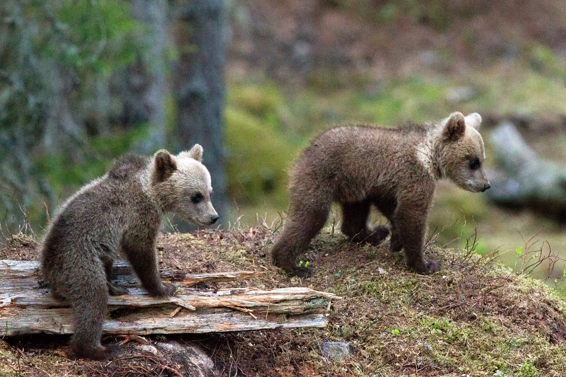 At the right time of year, you can see very young bears