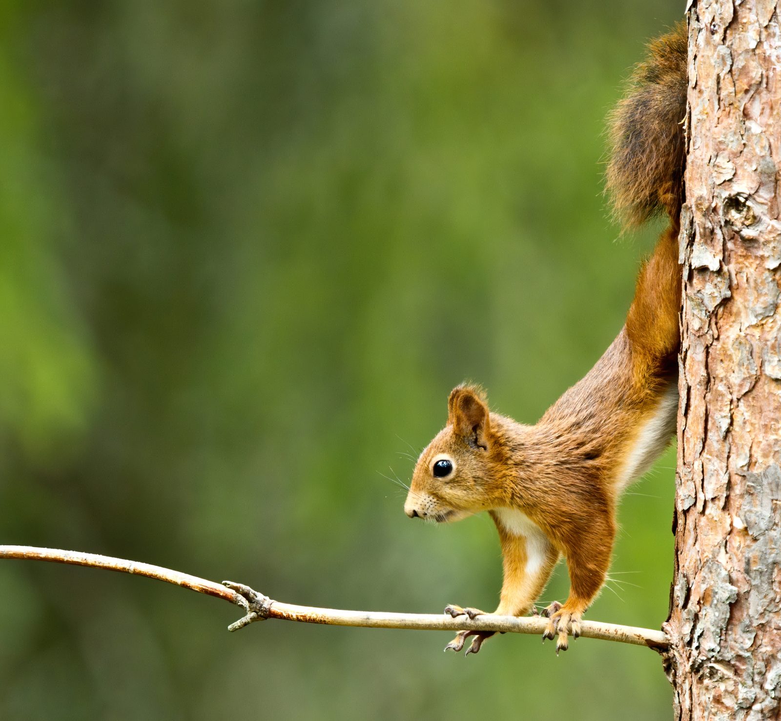 Squirrels Kept us interested through the evening