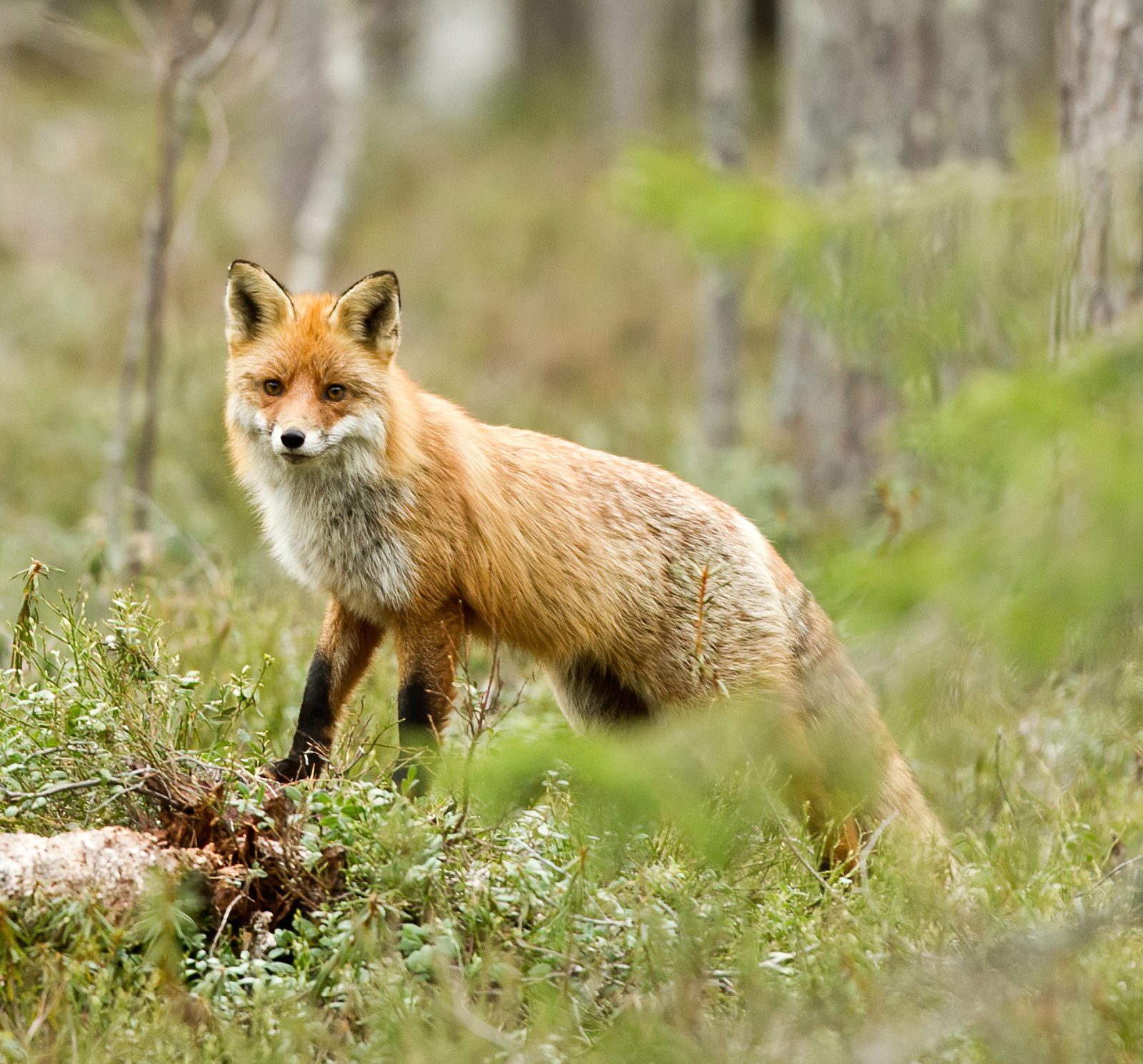 Foxes and small dogs