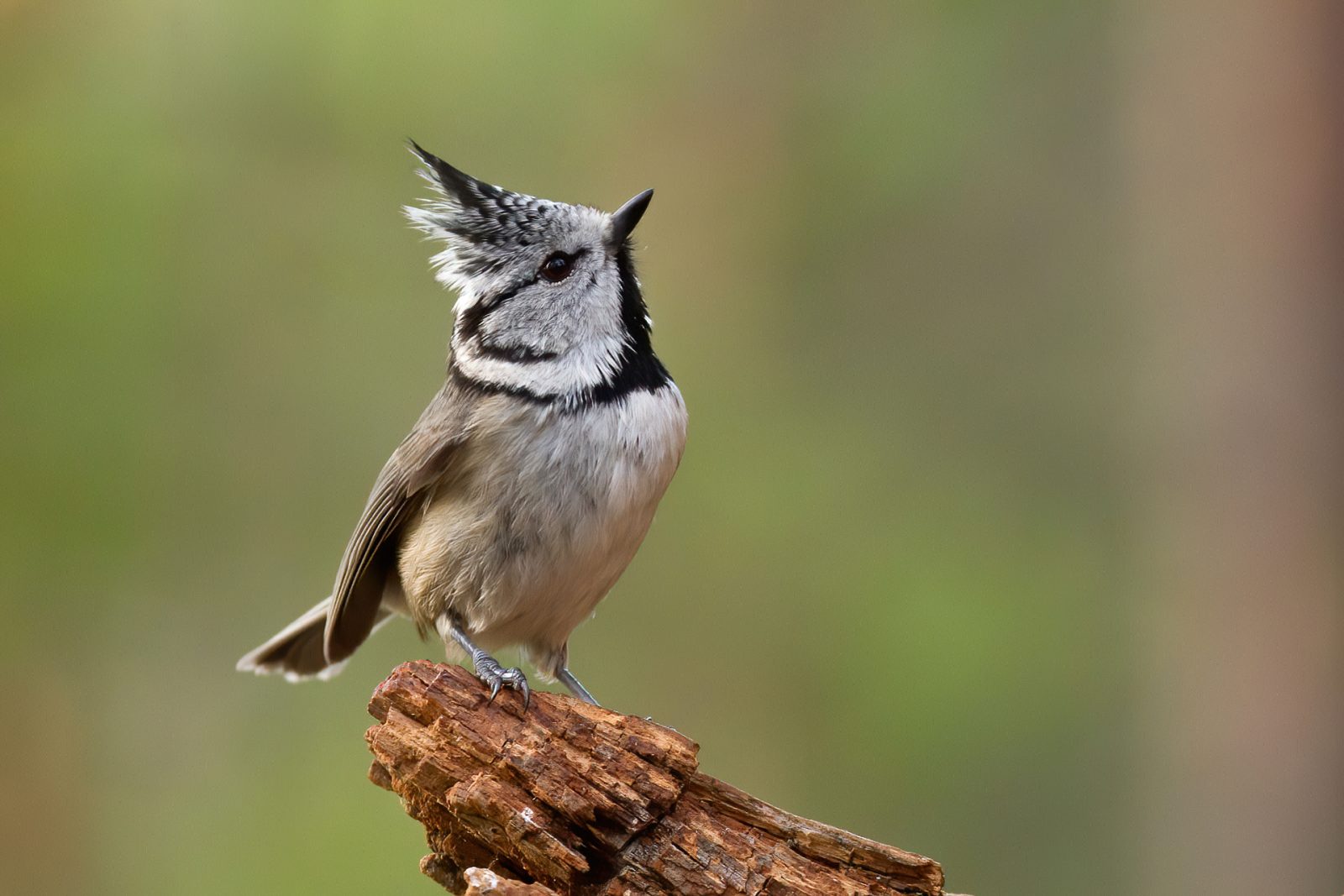 A wide range of birds appear at different times of the night