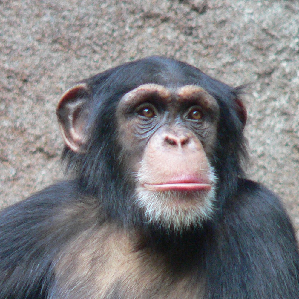 Eastern Chimpanzee