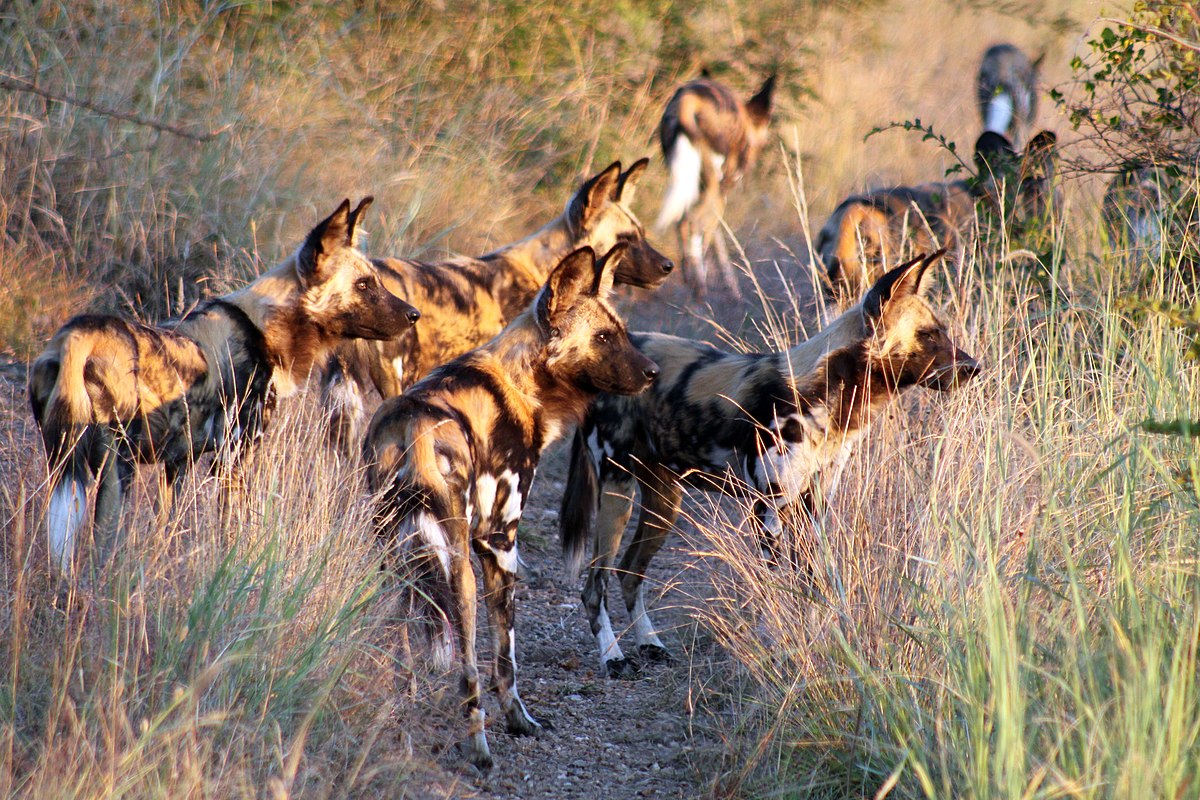 Wild dogs hunt the Savannahs of Africa and are incredible hunters