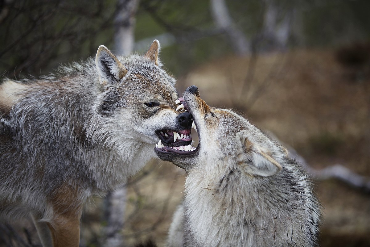 Wolves have been loved and villified, but are fascinating creatures to watch