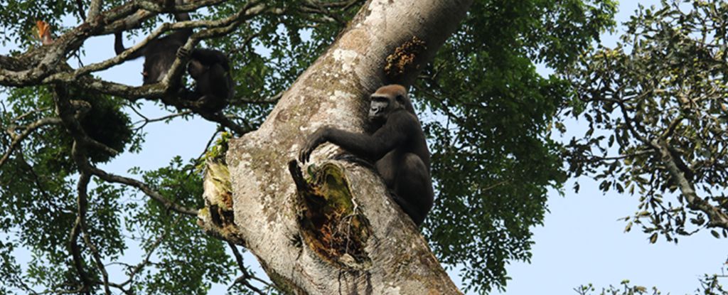 Chimpanzees and gorillas search each other out – “friends with benefits