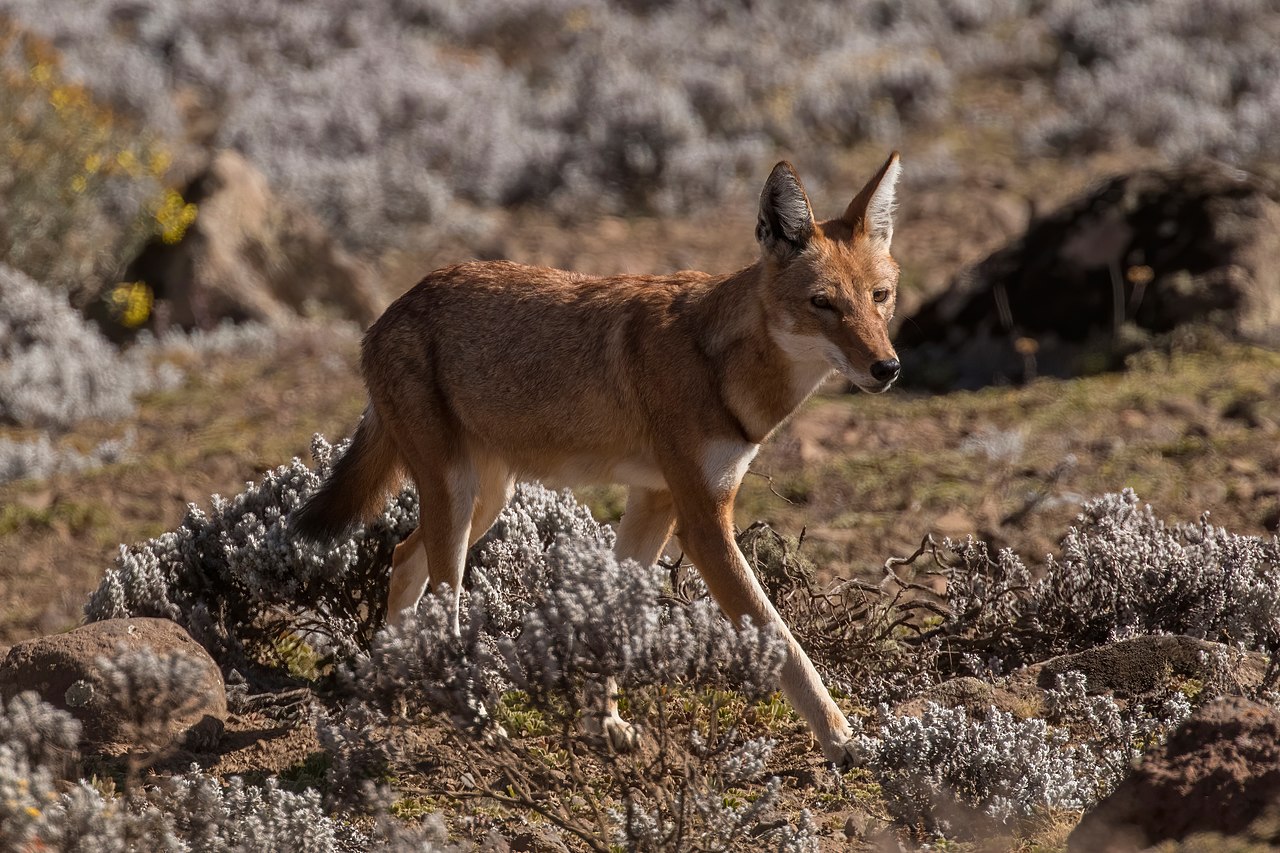 there are only 3-5 00 Ethiopian wolves