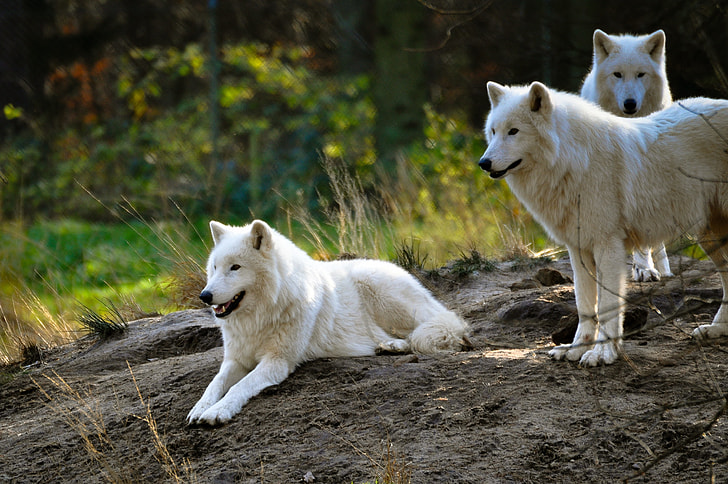 Arctic wolves are found in the arctic regions of north America