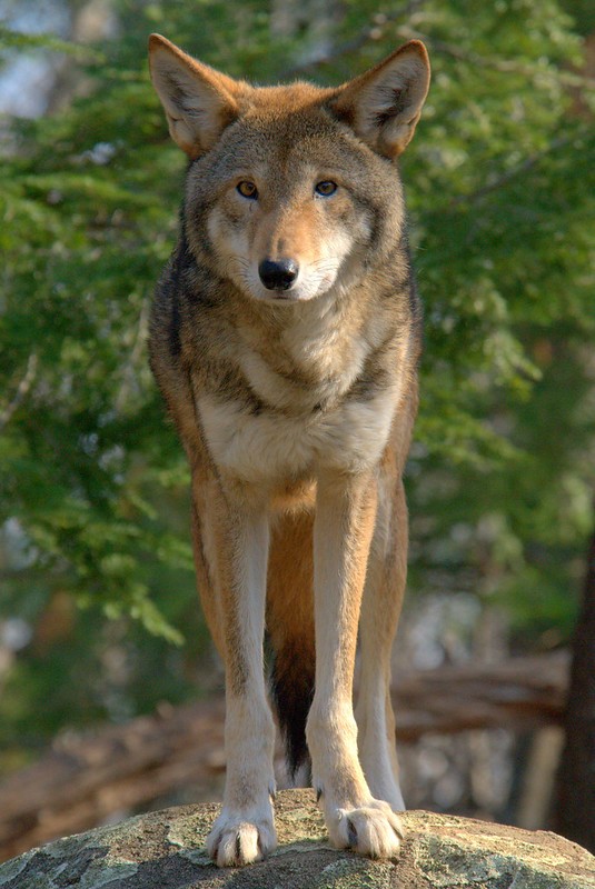 A red wolf