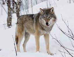 Wolves live in places which are often very cold in winter