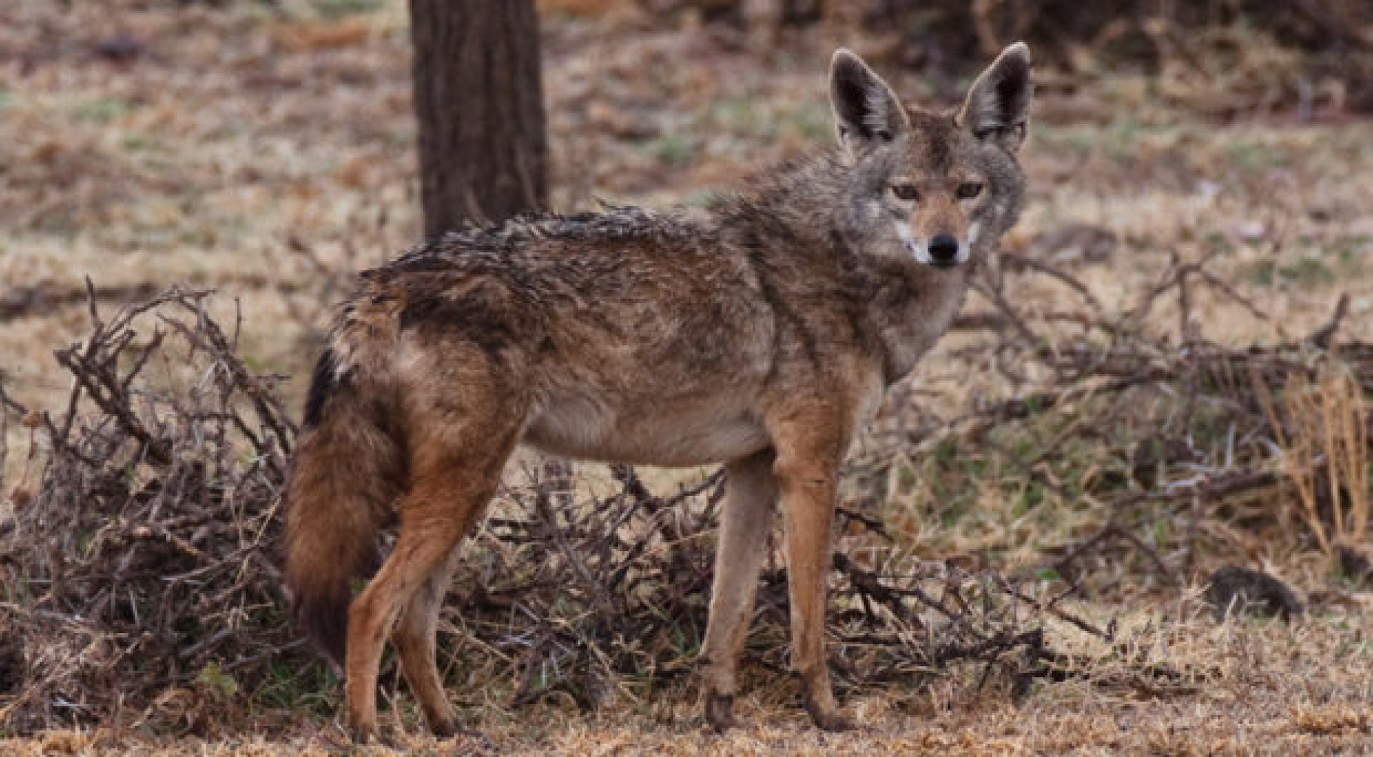 African Wolf : Although only formerly identified by mondern science in 2017, Aristotle recognized the African wolf in his time