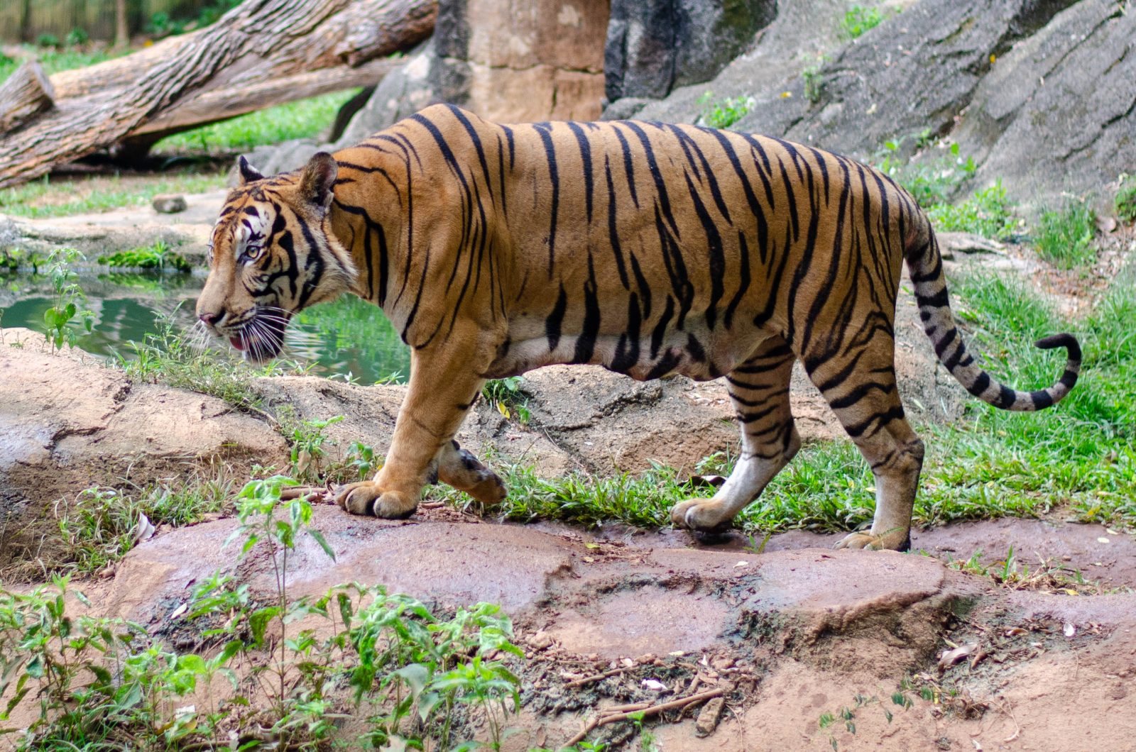 Malayan Tiger walking1 Angah hfz