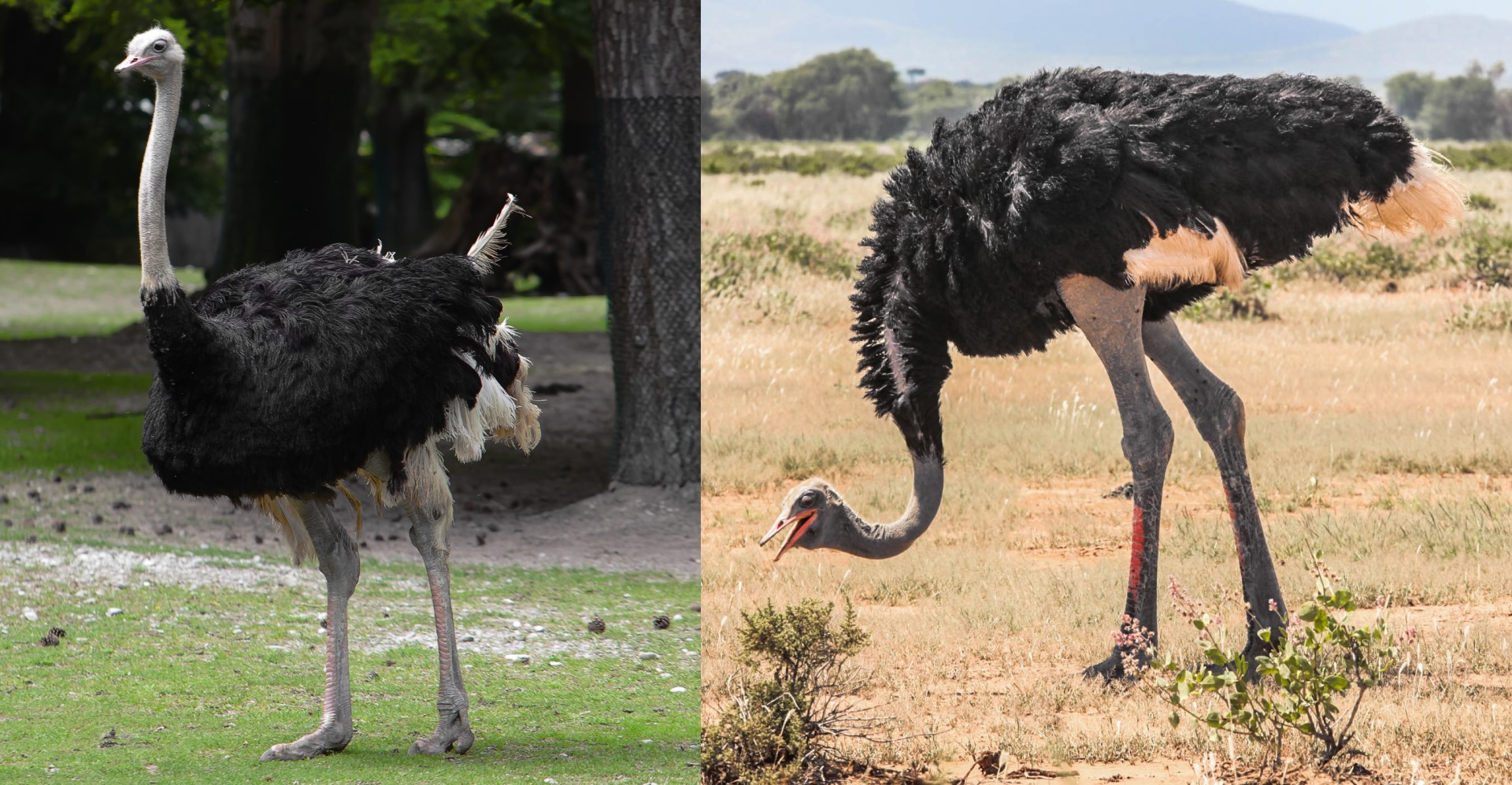 Both ostrich species Combined PaleoNeolithic photo credit Diego Delso&Ninara