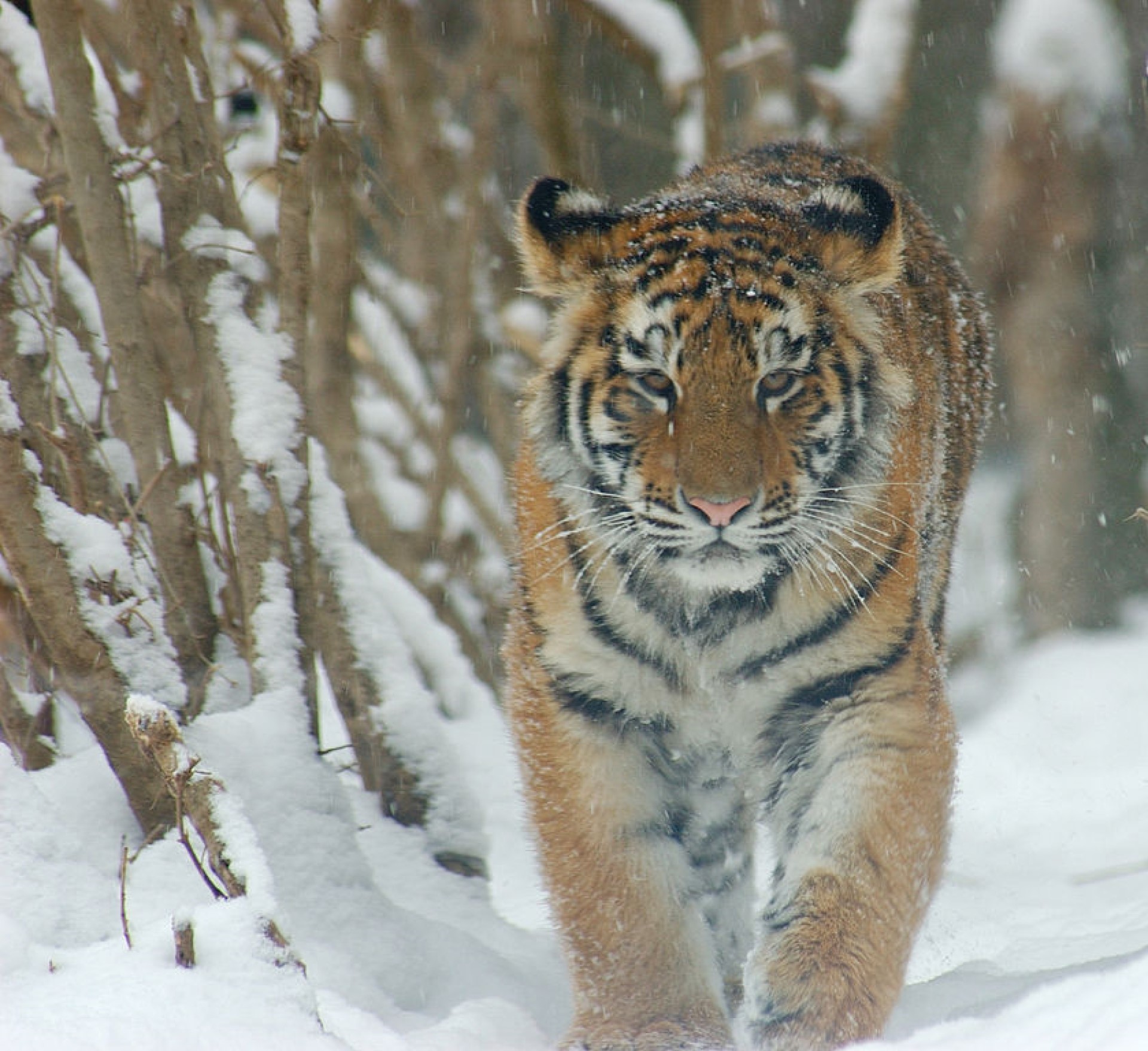Wild Amur tiger in the snow