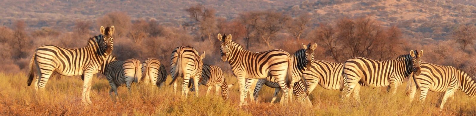 Herd of zebra